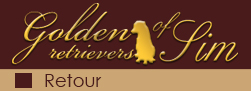 Golden retriever, chiot golden retriever, chien golden retriever, Domaine of Sim, �levage, �leveur golden retriever